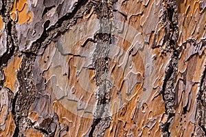 Texture of pine tree bark