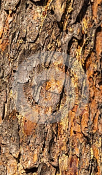 Texture of pine tree bark