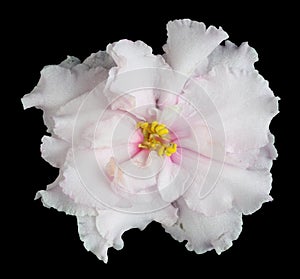 Texture of a pink cimple violet single flower. Isolated on blac photo
