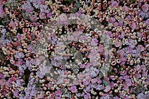 Texture of pink floral wall in the interior