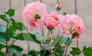 Texture of pink roses in bright sun, close-up, horizontal orientation