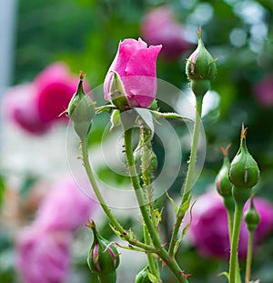 Texture of pink roses in bright sun, close-up, vertical orientation