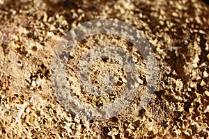 Texture, Pinna nobilis, noble pen shelsl, macro photography, closeup