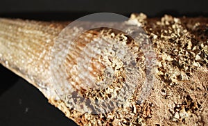 Texture, Pinna nobilis, noble pen shelsl, macro photography, closeup