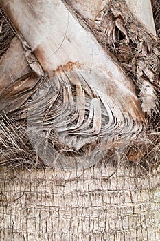 Texture of plam tree