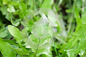 Texture of a plant; green fresh dandelion leaves against a background