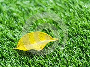 Yellow fall leaf on the artificial grass by shallow depth of fie