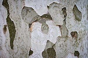 Texture of Platan tree bark