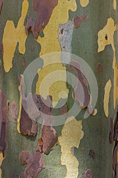 texture of platanus