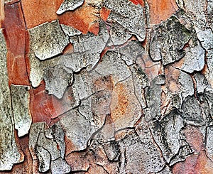 Texture of platanus tree bark