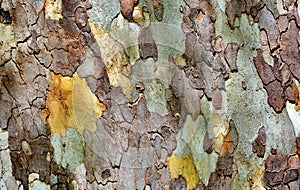 Texture of platanus tree bark