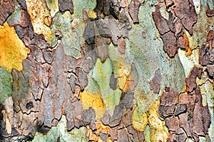 Texture of platanus tree bark photo