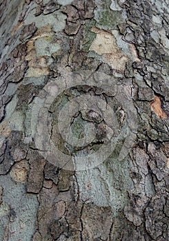 The texture of the Platanus tree`s bark photo