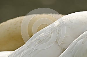 Texture of the plumage of a white swan, feathers clossup