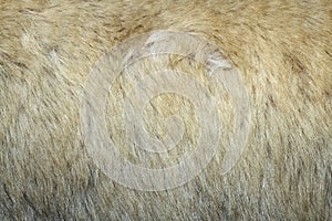 Texture of polar bear skin