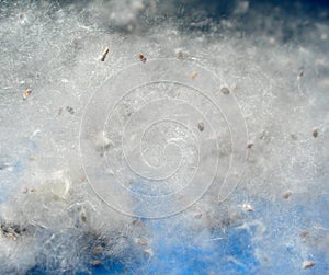 Texture of poplar fluff on blue