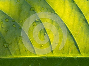 Texture of Purple Ivy leaf