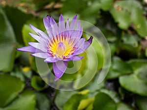 The texture of purple water lilly