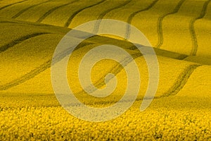 Texture With Rape.Yellow Wavy Rapeseed Field With Stripes. Corduroy Summer Rural Landscape In Yellow Tones.Yellow Rapeseed Field