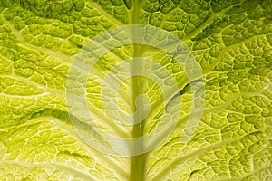 Texture of raw savoy cabbage leaf