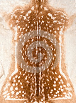 Texture of real axis sika deer fur