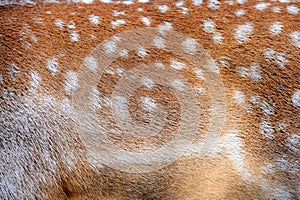 Texture of real deer fur