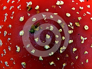 Texture red cap mushroom Amanita