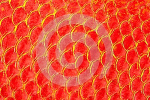 Texture of red fish skin