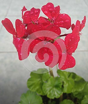 the texture of this red flower looks prettier and fresher