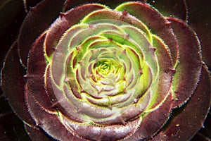 The texture of the red-green cactus.