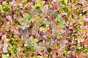 The texture of red lettuce