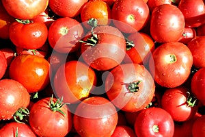 Texture of red ripe tomatoes with water drops in bright sunlight.