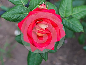 Texture of red roses in bright sun, close-up, horizontal orientation