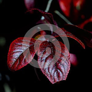 texture of reddish brown leaves at a garden Kfar Glikson northwest Israel