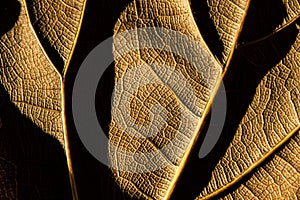 Texture - reverse dry leaf of ficus lyrata in color with its ribs with shadows