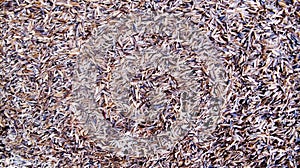 Texture of rice husk