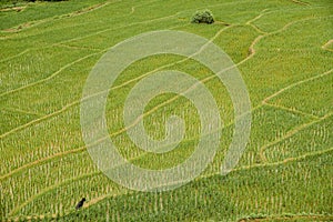 The texture of rice terraces field in northern Thailand.