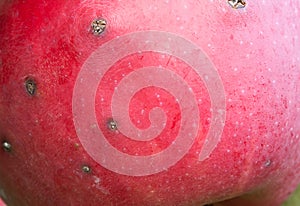 Texture the rind of a ripe red apple with scab