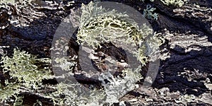 Texture of Rock with Fungi photo