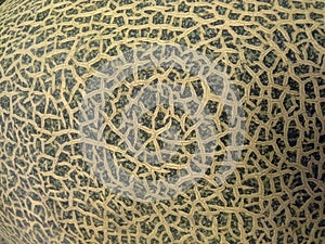 Texture of rock melon