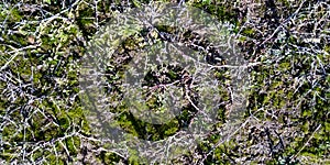 Texture of the Rock with Moss