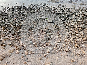 the texture of rocks on the edge of the beach on receding sea sand