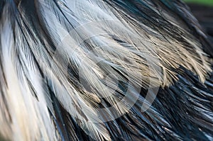 Texture rooster feather black and white