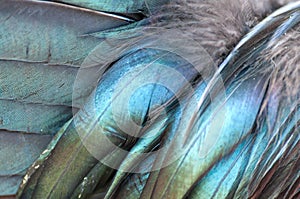 Texture rooster feather blue and green