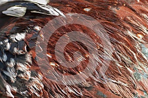 Texture rooster feather brown