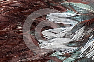 Texture rooster feather brown
