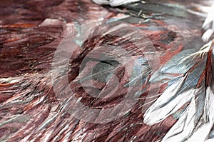 Texture rooster feather brown