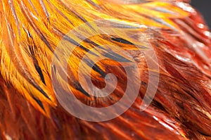 Texture rooster feather red