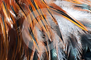 Texture rooster feather red