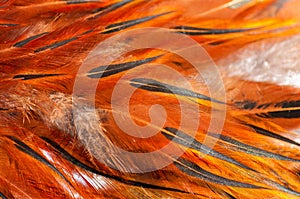 Texture rooster feather red